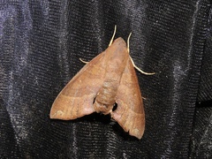 Pachygonidia drucei