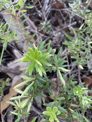 Acrotriche aggregata