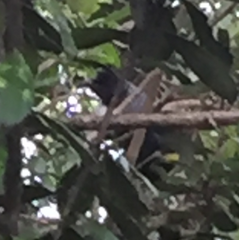 Prosthemadera novaeseelandiae