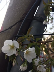 Prunus serrulata