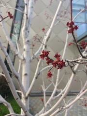 Acer rubrum