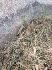 Vicia sativa