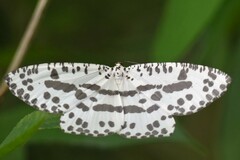 Abraxaphantes perampla