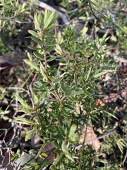 Acrotriche aggregata