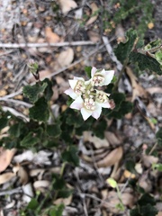 Xanthosia rotundifolia