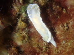 Goniobranchus epicurius
