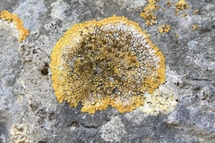 Variospora aurantia