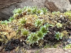 Rosulabryum