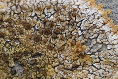 Variospora aurantia