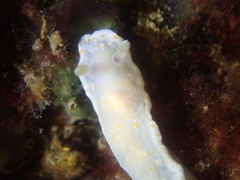 Goniobranchus epicurius