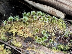 Rosulabryum