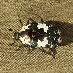 Protaetia aurichalcea