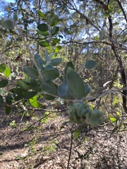 Acacia podalyriifolia