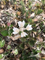 Xanthosia rotundifolia