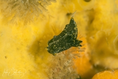 Polycera hedgpethi