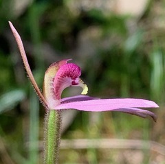 Caladenia