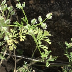 Daucus glochidiatus