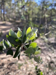 Acacia podalyriifolia