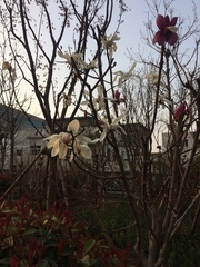 Magnolia