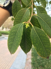Cinnamomum