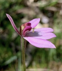 Caladenia
