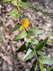 Podolobium aciculiferum