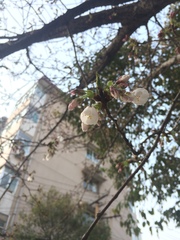 Prunus serrulata