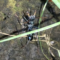 Myrmecia