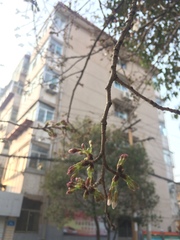 Prunus serrulata