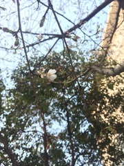 Prunus serrulata