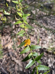 Podolobium aciculiferum