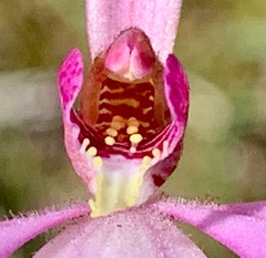 Caladenia