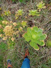 Aeonium arboreum