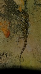 Chondrodactylus bibronii