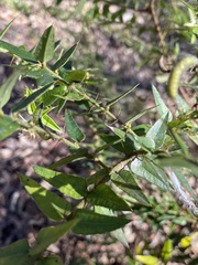 Podolobium aciculiferum