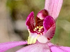 Caladenia
