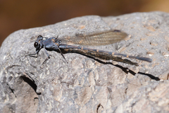 Argia lugens
