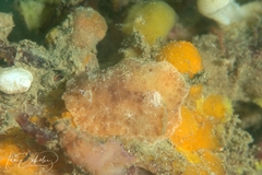 Sclerodoris
