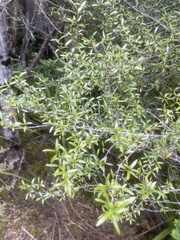 Coprosma linariifolia