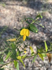 Podolobium aciculiferum