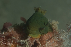 Tambja dracomus