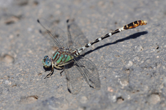 Erpetogomphus lampropeltis