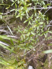 Coprosma linariifolia