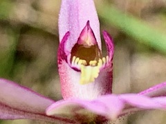 Caladenia