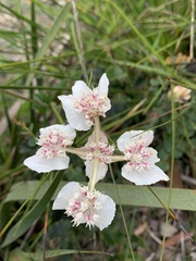 Xanthosia rotundifolia