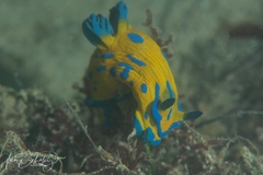 Tambja verconis