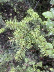 Podocarpus