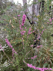 Boronia stricta