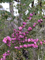 Boronia stricta
