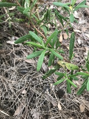 Hibbertia furfuracea
